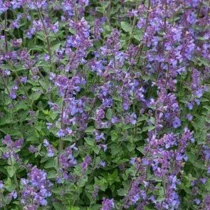 Nepeta x faassenii 'Kit Kat' (Dwarf Catmint) — Native Plant